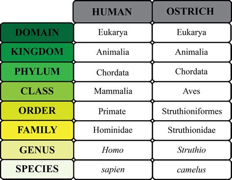 Taxonomy Classification Ap Biology Portfolio