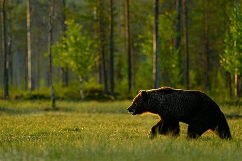 Naturetrek Wildlife Holidays Swedens Bears