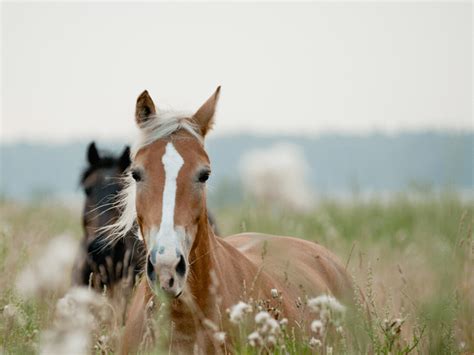 Do You Want To Be A Backyard Horse Keeper Five Questions To Ask