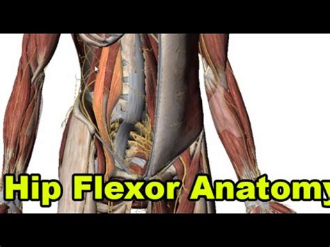 You can also know if your hip flexors are too tight by performing the thomas test. Hip Flexor Ability Anatomy Review [Psoas, Rectus Femoris ...