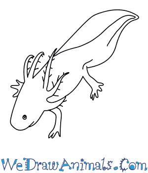 An axolotl is an aquatic salamander related to tiger salamanders. How to Draw an Axolotl