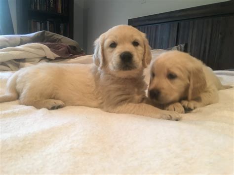 The best puppies are from upstate! Golden Retriever Puppies For Sale | Arlington, WA #171288