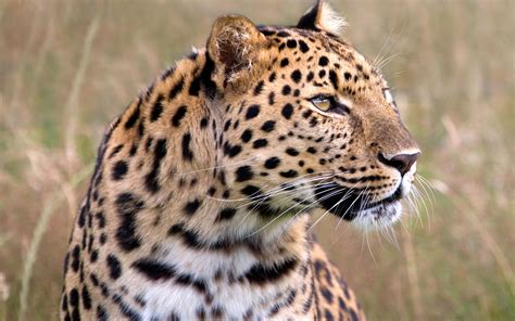Male Amur Leopard Wildlife Heritage Uk Wallpapers Hd Wallpapers Id