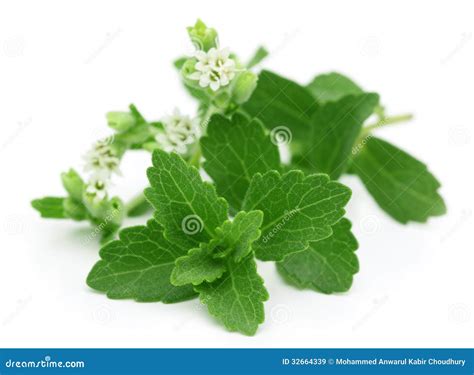 Stevia With Flower Stock Image Image Of Diet Closeup 32664339