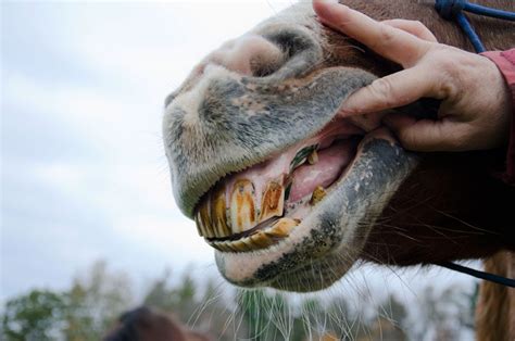 Equine Dentistry Horsetenders