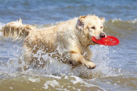 Outdoor Activities For Owner And Pet Healthy Pets Animal Planet