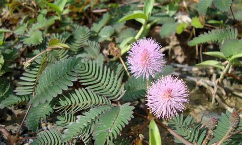 C Mimosa Pudica Common Weed Of Roadsides And Unkempt Lawns In Coastal
