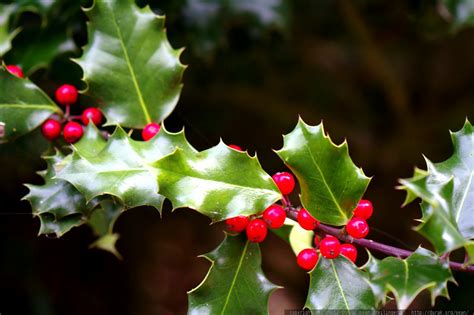 Photo Holly Berries On A Holly Bush Mg 0123 By Seandreilinger