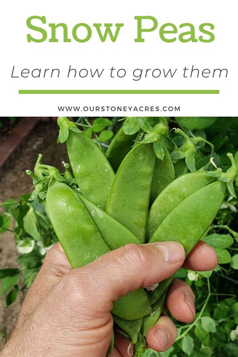 Growing Snow Peas In Your Backyard Garden Our Stoney Acres