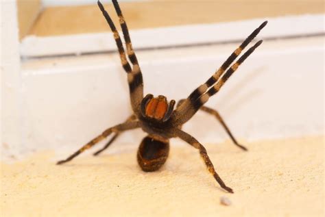Brazilian Wandering Spider Home