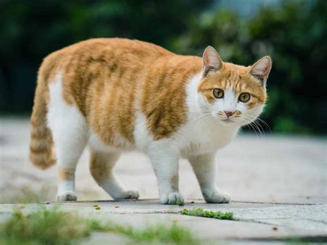 Top 9 Fat Cat Breeds