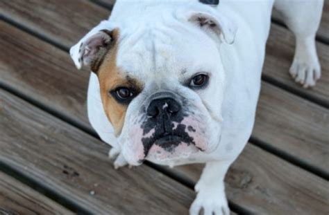 In winter time their hair gets thicker as they grow a warmer coat, but old hairs will still shed too. Are English Bulldogs Hypoallergenic? | Canna-Pet®