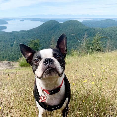 15 Amazing Facts About Boston Terriers You Probably Never Knew Page 5