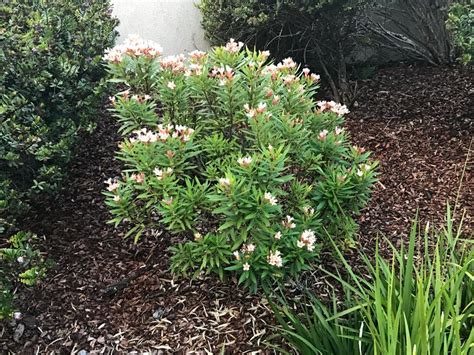 Nerium Oleander Dwarf Forms Gardensonline