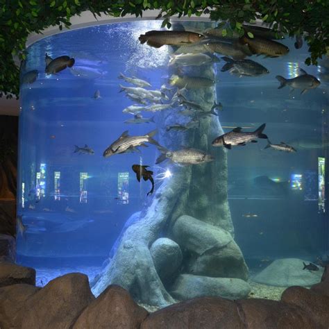 The Shore Oceanarium Melaka All You Need To Know Before You Go