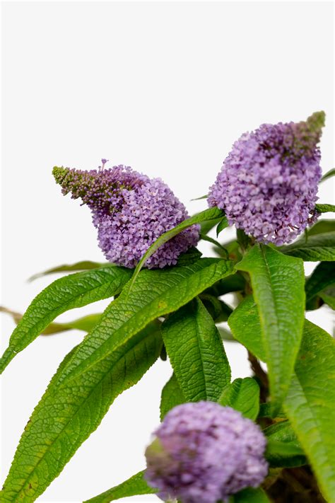 Pugster Amethyst Butterfly Bushes For Sale Online The Tree Center