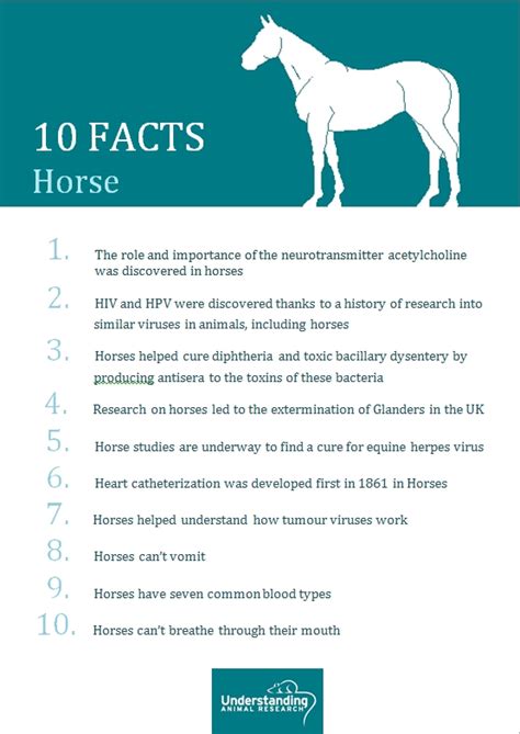 Horse Understanding Animal Research Understanding
