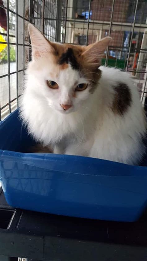 Singapura like to climb to the highest point in a room. 30 rescued cats up for adoption on May 26 at Serangoon ...