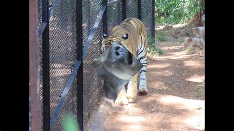 KOLKATA ALIPUR ZOO WEST BENGAL - YouTube