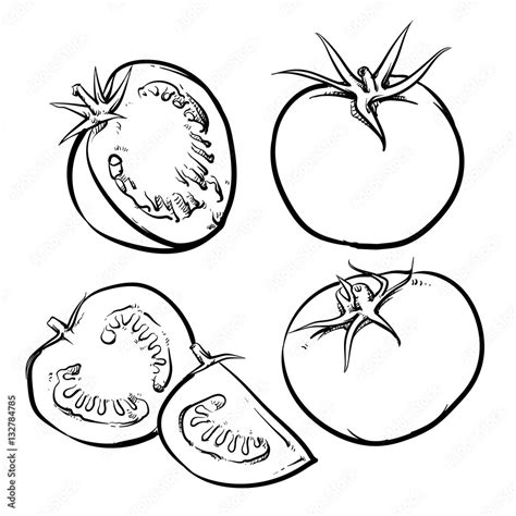 Tomato Vector Drawing On A White Background Isolated Tomato And Stock