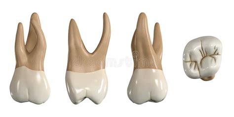 Permanent Upper Third Molar Tooth 3d Illustration Of The Anatomy Of