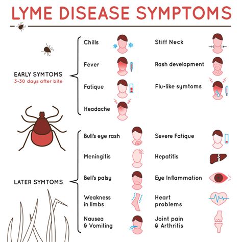 Rocky Mountain Fever Vs Lyme Disease Whats The Difference Proven