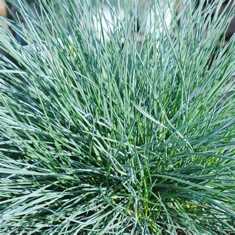 3 X Festuca Glauca Intense Blue Fescue Evergreen Hardy Shrub Grass