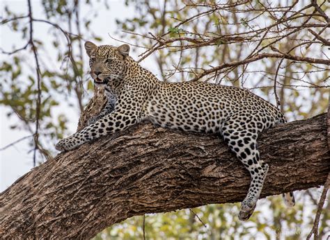 Kenya | Leopard