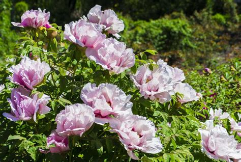 Peonies Flowers Peonies Flowering Bush Of Pink Tree Peony Stock