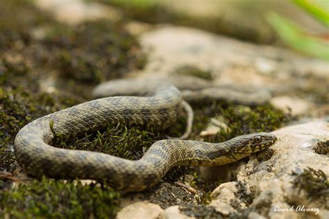 Naturaleza Cantábrica Culebras De Agua Perseguidas E Inofensivas