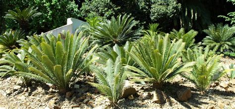 El envío por todo el mundo. Plantas primitivas