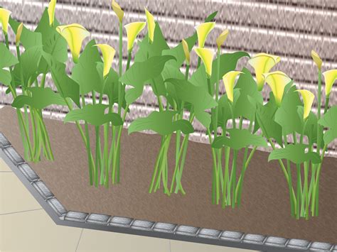 Indoors, outdoors, any zone, any climate is not difficult. 3 Ways to Grow Calla Lilies - wikiHow