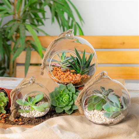Commonly known as 'snake plant' or 'mother in law's tongue'. Terrarium Glass Plant Succulent Planter Indoor Hanging ...