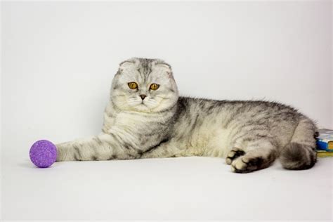 How Much Does A Scottish Fold Cost 2023 Price Guide Hepper