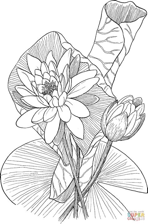 Sea floor, a complex coloring page, where is waldo ? style. Nymphaea odorata or Fragrant Water Lily coloring page ...