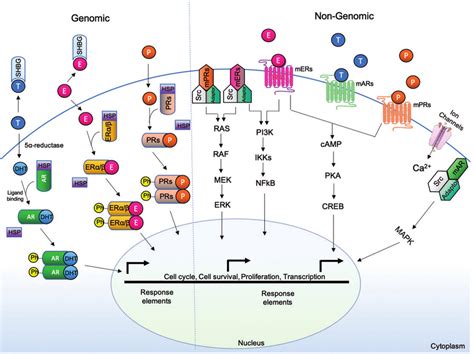 Summary Of Sex Hormone Receptors Intracellular Signaling Pathways A