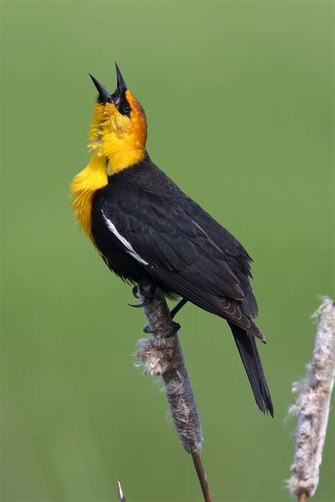 Yellow Headed Blackbird Oregon Birding Association