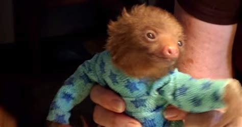 Cute Baby Sloth In A Onesie