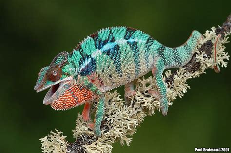 Blue Cute Reptiles Reptiles And Amphibians Mammals Chameleon Eyes