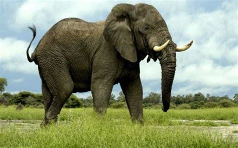 Gajah Sumatera Gajah Asia Binatang Hewan