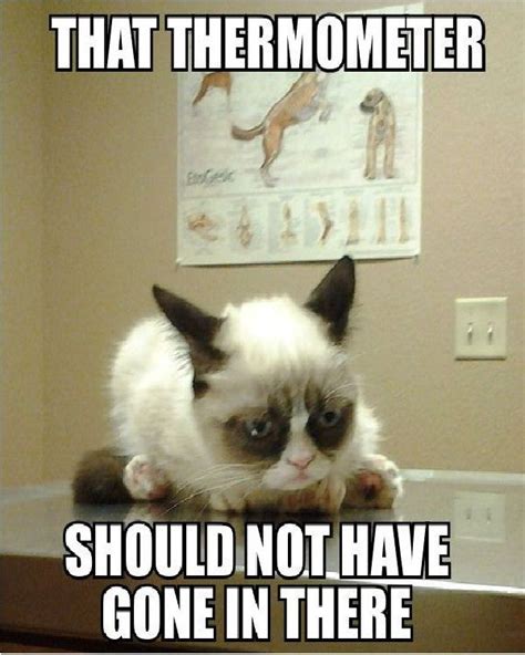 Thermometer Funniest Cat Memes Of All Time Funny Grumpy Cat Memes