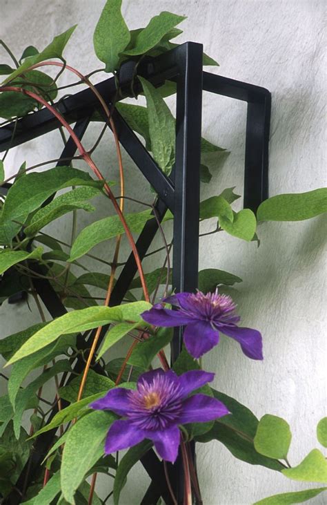 Colorful, contemporary steel garden trellises, tuteurs and arbors. Modern Wall Trellis - 19" Wide - 2 Pack | Wall mounted trellis, Wall trellis, Clematis trellis