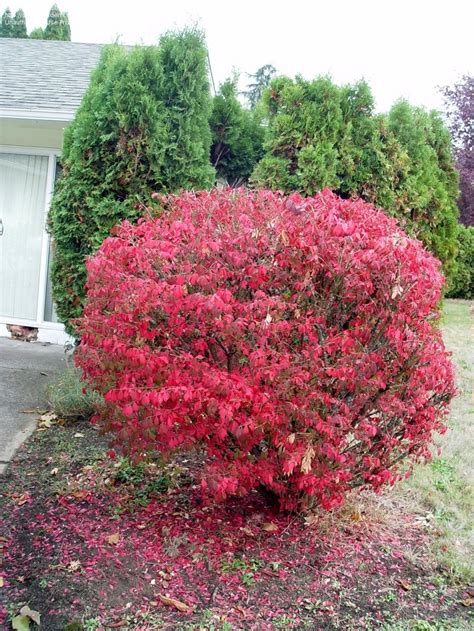 PlantFiles Pictures Euonymus Dwarf Burning Bush Cork Bush Winged