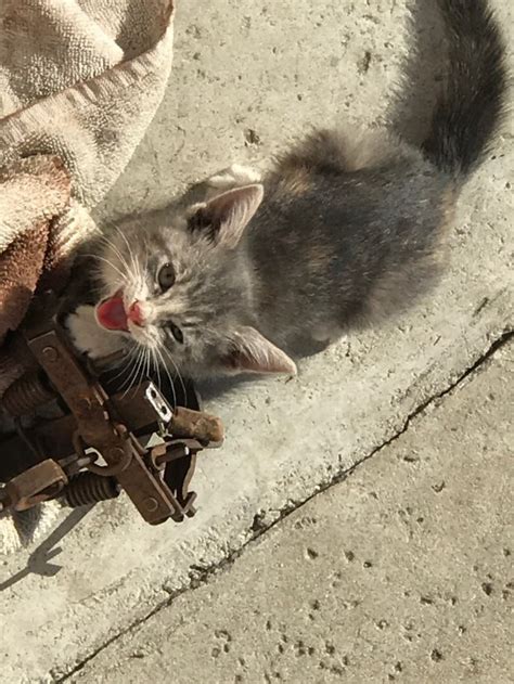 Kitten Rescued From Backyard Trap Near Covina Later Euthanized San