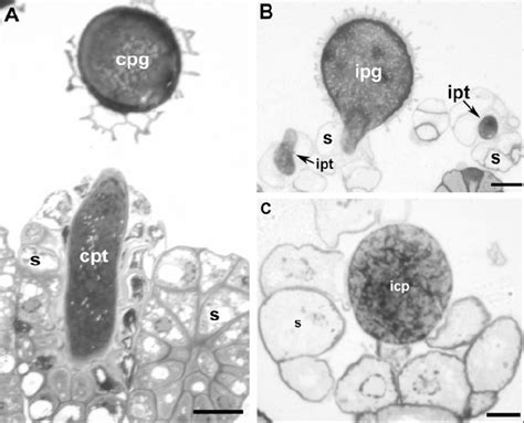 Optical Microscopy Of The Pollen Stigma Cell Interface A Pollen