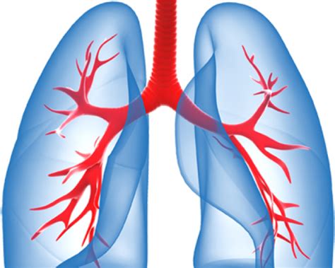Download Transparent Lungs Png Transparent Background Lungs Clipart