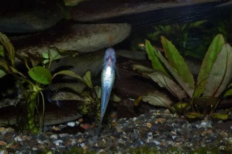 Stiphodon Semoni Cobalt Blue Goby — Seriously Fish