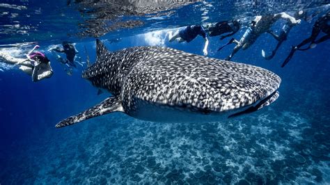 Chasing Sharks A Dive Into Whale Shark Tourism In The Maldives