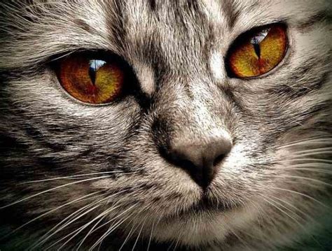 Ojos Rojos En Gatos Causas Síntomas Relacionados Y Remedios Vida