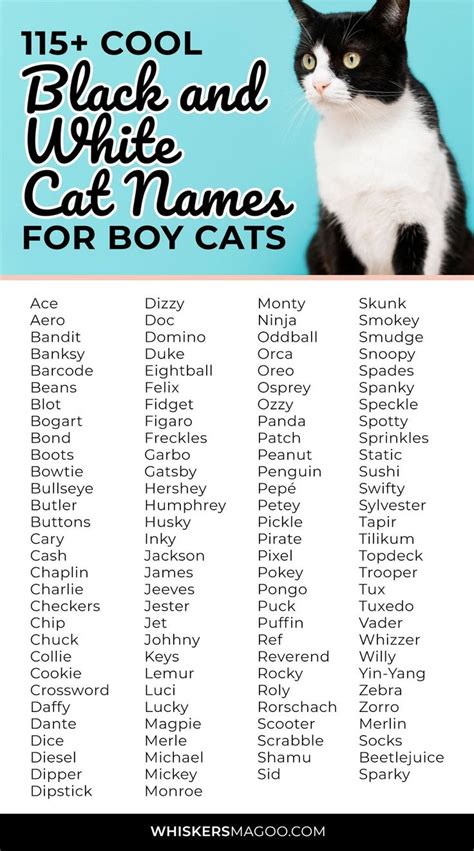 Cool Black And White Cat Names For Boy Cats Whiskers Magoo Boy